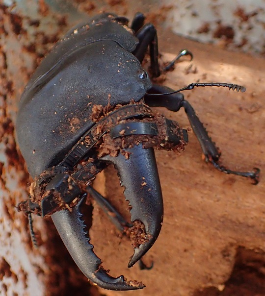 ミンダナオヒラタクワガタ3 | 萌萌虫雑記帳 ミンダナオヒラタクワガタ3 | 萌萌虫雑記帳