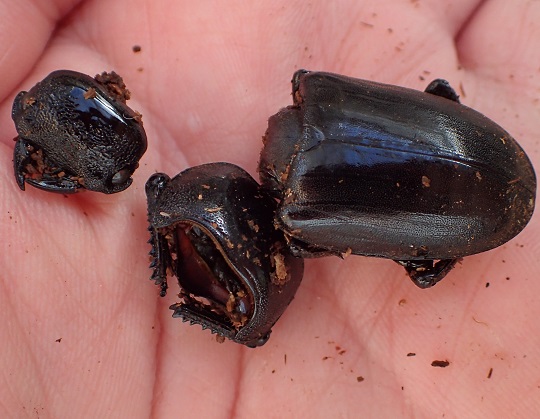 ミンダナオヒラタクワガタ3 | 萌萌虫雑記帳 ミンダナオヒラタクワガタ3 | 萌萌虫雑記帳