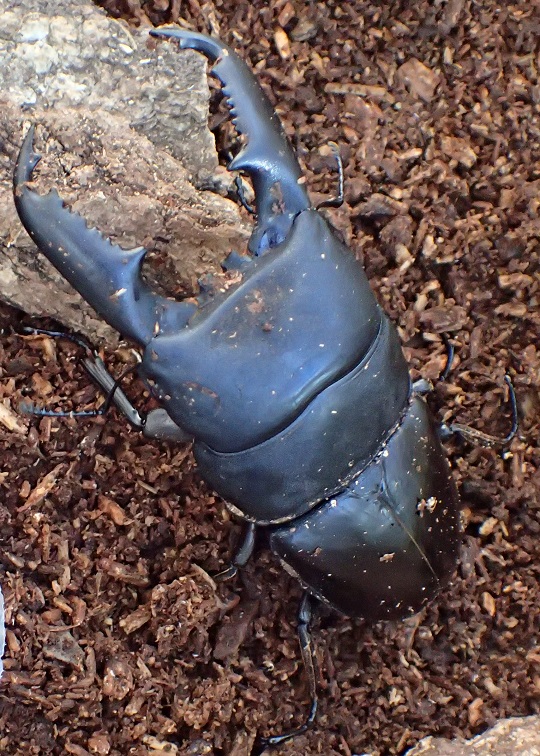 ミンダナオヒラタクワガタ3 | 萌萌虫雑記帳 ミンダナオヒラタクワガタ3 | 萌萌虫雑記帳