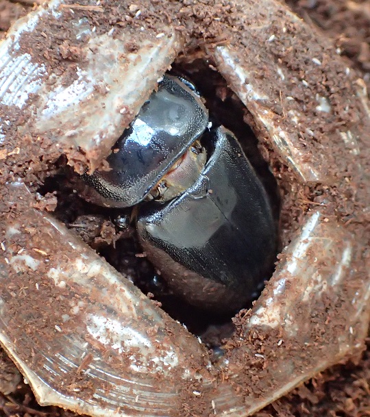 スラウェシヒラタクワガタ3 | 萌萌虫雑記帳 スラウェシヒラタクワガタ3 | 萌萌虫雑記帳
