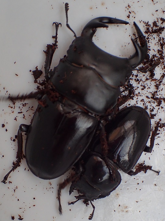 グランディスオオクワガタ5 | 萌萌虫雑記帳