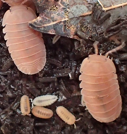 ユニオンネッタイコシビロダンゴムシ7 | 萌萌虫雑記帳