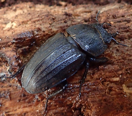 スジブトヒラタクワガタ5 | 萌萌虫雑記帳