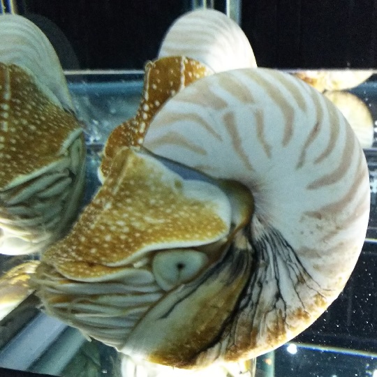 貝　オウム貝　3つ 51CIMaw6kkL._UF350,350_QL50_.jpg