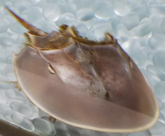 アメリカカブトガニ2 | 萌萌虫雑記帳