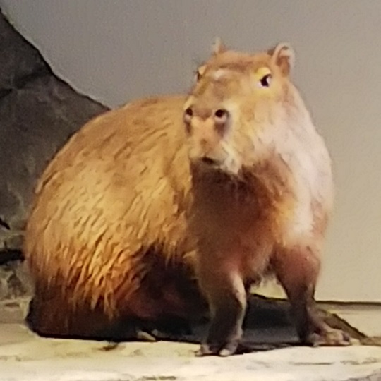 カピバラ | 萌萌虫雑記帳