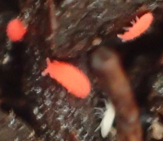 アカイボトビムシ4 | 萌萌虫雑記帳