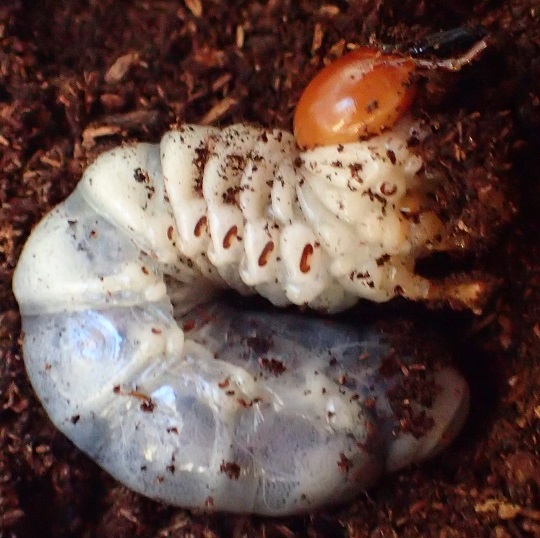 ヤエヤママルバネクワガタ　繭玉つき ヤエヤママルバネクワガタ6 | 萌萌虫雑記帳