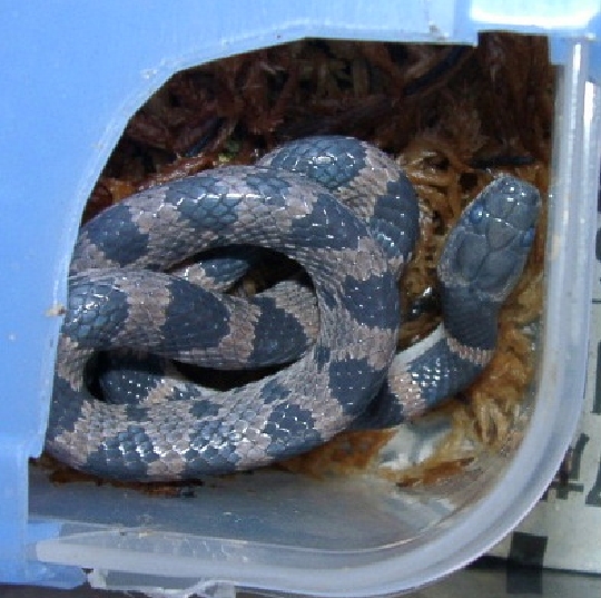 シロマダラ　幼体　ヘビ 幻のヘビ」隠岐で次々発見 島根県の準絶滅危惧種シロマダラ | 山陰中央