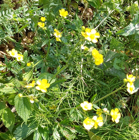 kinpouge ミヤマキンポウゲ | 萌萌虫雑記帳