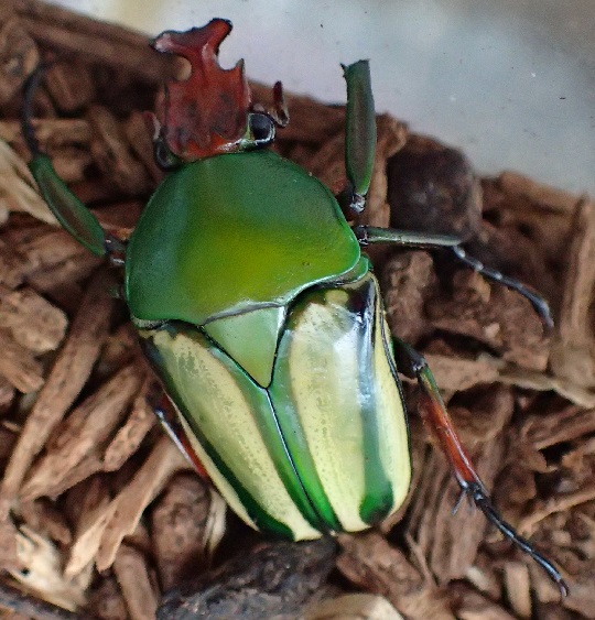 ホルニマンヒラズカナブン | 萌萌虫雑記帳