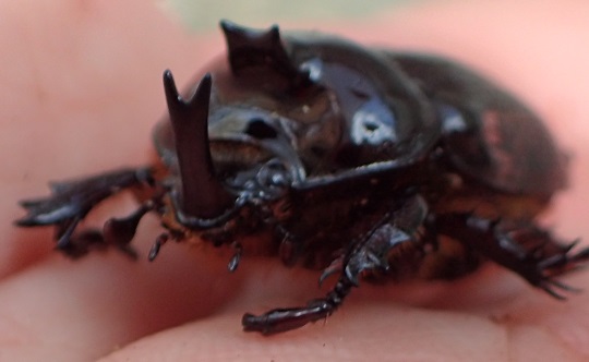 バラタスサスマタサイカブト♂6頭＋♀4頭 計10頭 バラタスサスマタサイカブト 幼虫☆10頭ご購入で1頭サービス