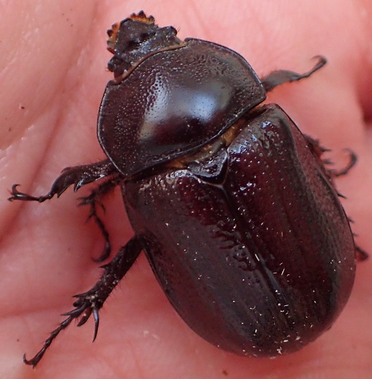 昆虫標本】バラタスサスマタサイカブト♂♀ガラス球容器展示 昆虫標本】バラタスサスマタサイカブト♂♀ガラス球容器展示