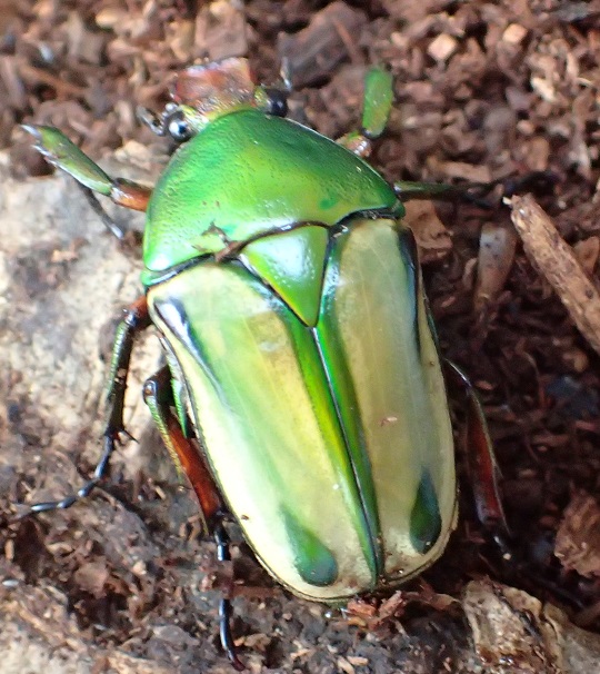ホルニマンヒラズカナブン2 | 萌萌虫雑記帳