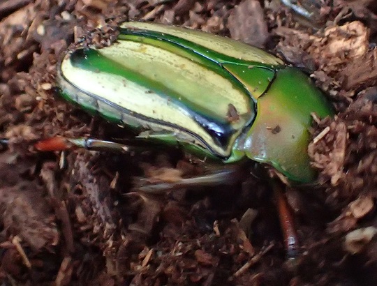 ホルニマンヒラズカナブン2 | 萌萌虫雑記帳