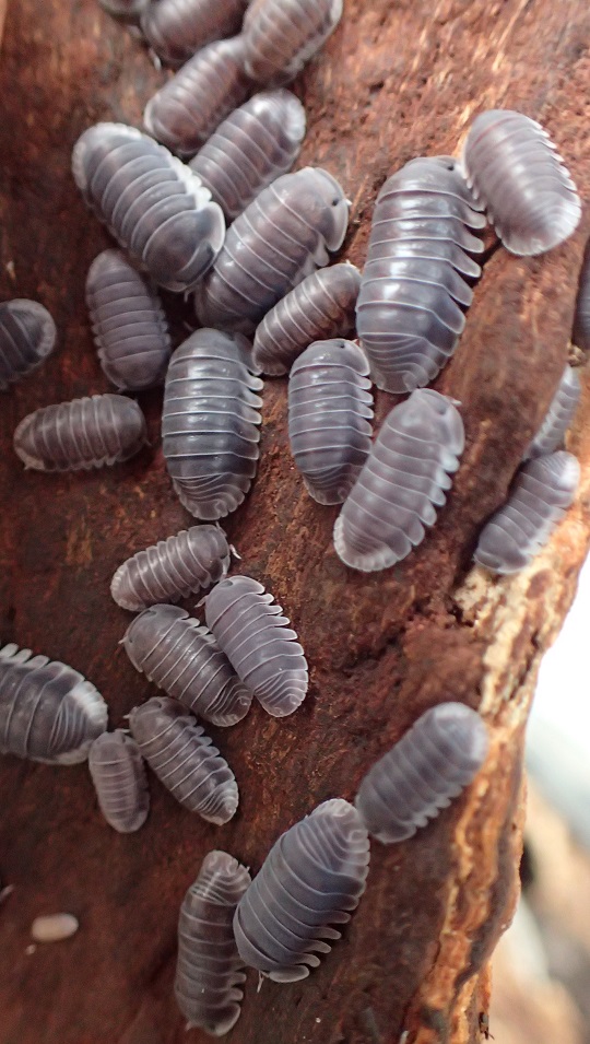 のれそれ ダンゴムシ 茶色いブラウン しぇふ染め のれそれ 茶色いブラウン ダンゴムシ しぇふ染め - メルカリ