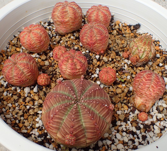 ユーフォルビア・オベサ7 | 萌萌虫雑記帳