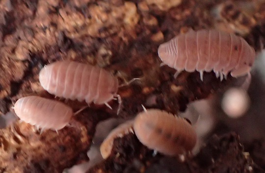 ユニオンネッタイコシビロダンゴムシ8 萌萌虫雑記帳