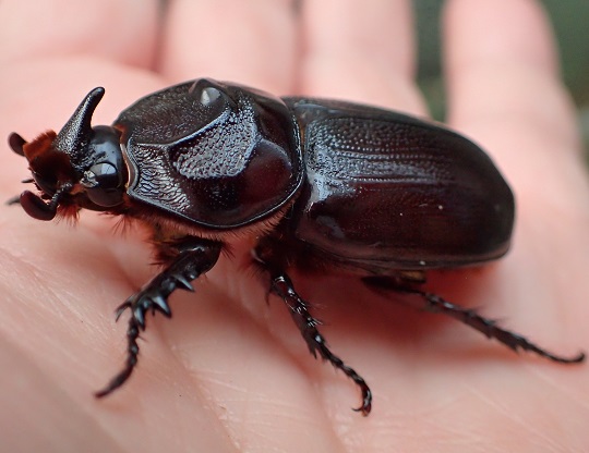 サイカブト | 萌萌虫雑記帳