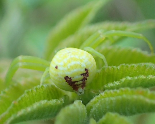 ハナグモ6 | 萌萌虫雑記帳