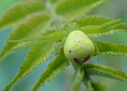 ハナグモ6 | 萌萌虫雑記帳