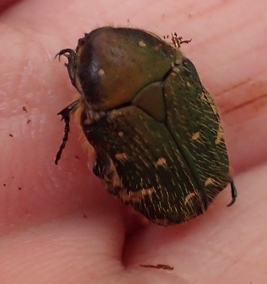 アンゴラ産　珍品ハナムグリ　38mm アンゴラ産珍品ハナムグリ38mm