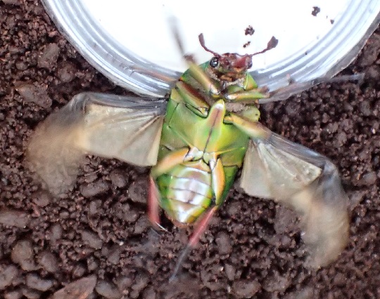 ホルニマンヒラズカナブン7 | 萌萌虫雑記帳