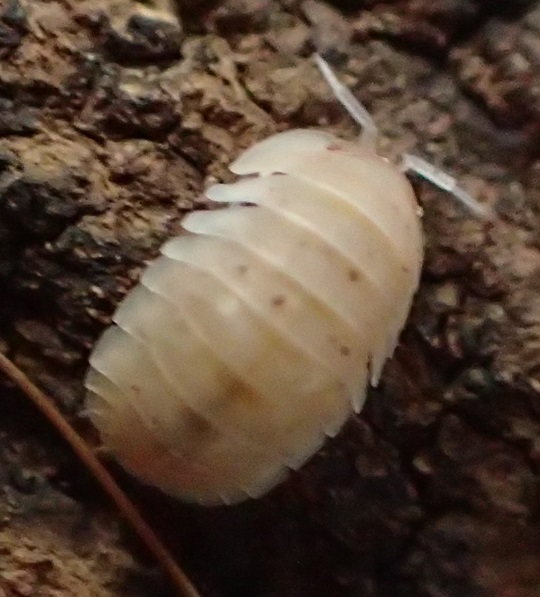 ランサカコシビロダンゴムシ | 萌萌虫雑記帳