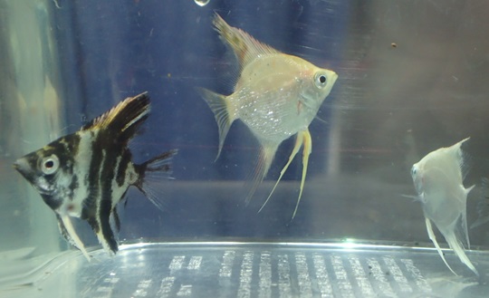 格安 エンゼルフィッシュ 萌萌虫雑記帳 | 工芸品