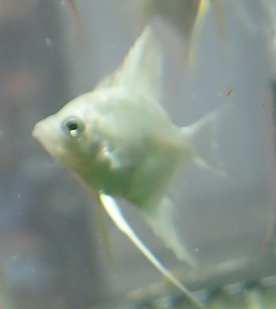 初入荷!! エンゼルフィッシュ | 株式会社リオ｜熱帯魚、淡水魚