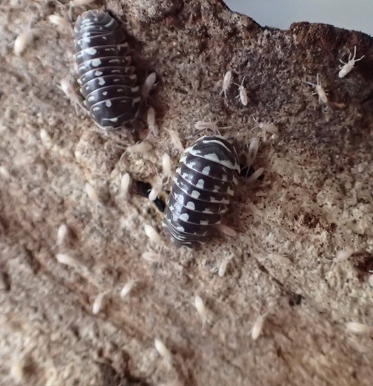 ゼブラダンゴムシ14 | 萌萌虫雑記帳
