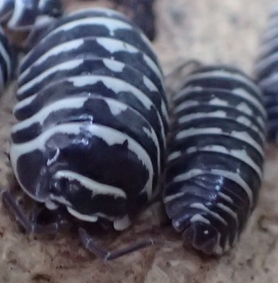 ゼブラダンゴムシ14 | 萌萌虫雑記帳