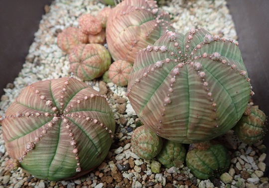 ユーフォルビア オベサ（オス）　10稜 10稜 木質化タイプ】45mm Euphorbia Obesa ユーフォルビア