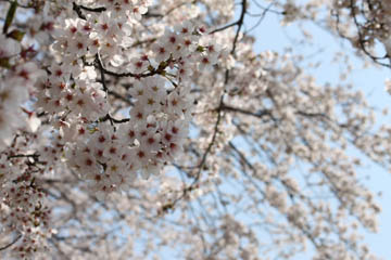 桜アップ