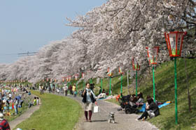 2012お花見