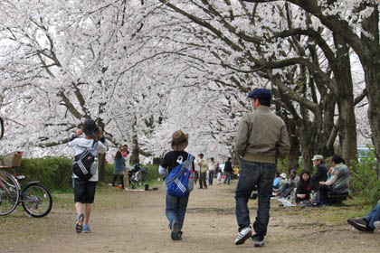 桜3人