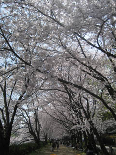 桜2013
