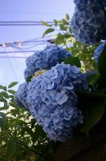 紫陽花