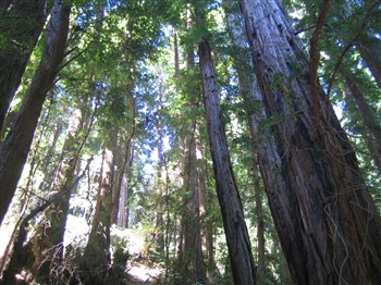 Muir Woods