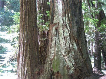 Muir Woods