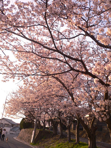 近所の桜1
