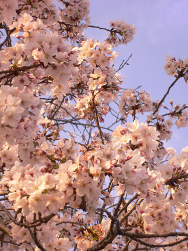 近所の桜2