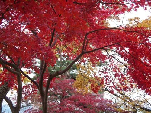 なごりの紅葉
