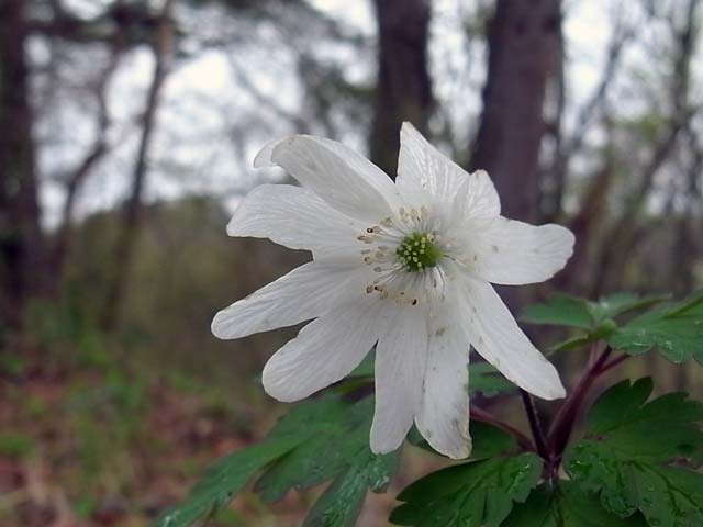 花ざむ