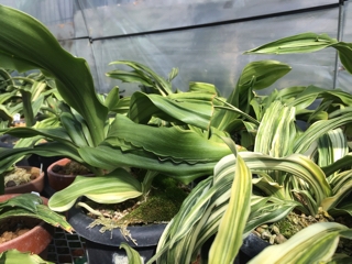 万年青 | 星々のつぶやき