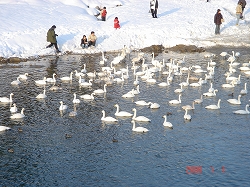 白鳥さん