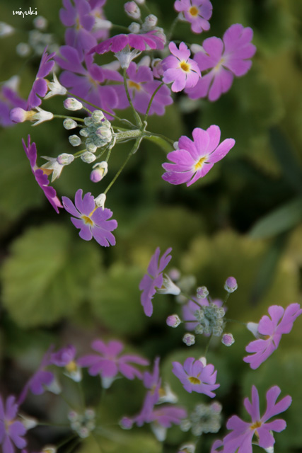 �����饽�����������ơ�