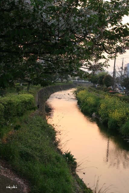 ���̤ˤ��Ĥ���ο�