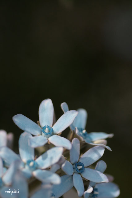 �֥롼��������