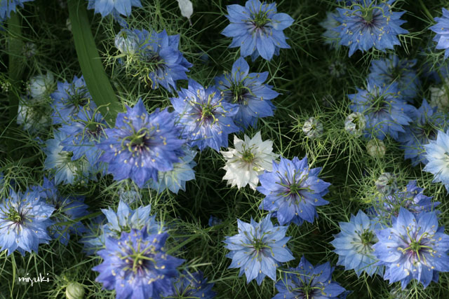 �˥��餤�äѤ�